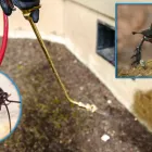 Business 2 image MY HOME PEST CONTROL Pest Control in Brisbane QLD