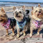 Business 2 image NALZO THE LABEL Pet Supplies & Pet Food in North Strathfield NSW
