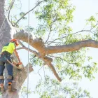 Business 2 image NORTH BRISBANE TREES Tree Trimming in Yugar QLD
