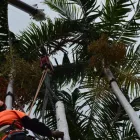 Business 1 image NSS TREE SERVICES Tree Care Specialists in Palmerston NSW