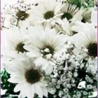 Business 2 image ONLINE FLORIST SYDNEY Sympathy in Sydney NSW