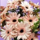 Business 3 image ONLINE FLORIST SYDNEY Sympathy in Sydney NSW