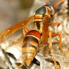 Business 1 image OZ WASP REMOVAL SYDNEY Pest Control Companies in Sydney NSW