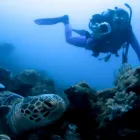 Business 3 image PELAGIC DIVE TRAVEL Vacation in Docklands VIC