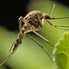 Business 1 image PEST CONTROL APPLECROSS Local Pest Control Service in Applecross WA