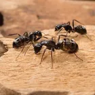 Business 1 image PEST CONTROL BRISBANE Pest Inspection in Brisbane QLD