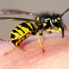 Business 3 image PEST CONTROL BRISBANE Pest Inspection in Brisbane QLD