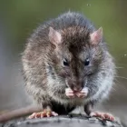 Business 2 image PEST CONTROL BULIMBA Pest Inspection in Bulimba QLD