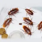 Business 3 image PEST CONTROL COTTESLOE Pest Inspection in COTTESLOE WA