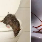 Business 4 image PEST CONTROL COTTESLOE Pest Inspection in COTTESLOE WA