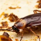 Business 1 image PEST CONTROL EAST FREMANTLE Pest Control in East Fremantle WA