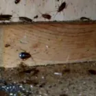 Business 3 image PEST CONTROL EAST FREMANTLE Pest Control in East Fremantle WA