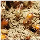 Business 4 image PEST CONTROL EAST FREMANTLE Pest Control in East Fremantle WA