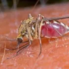 Business 1 image PEST CONTROL FORDE Pest Control in Monash ACT