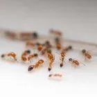 Business 1 image PEST CONTROL GARRAN Pest Control in Monash ACT