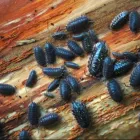 Business 5 image PEST CONTROL GARRAN Pest Control in Monash ACT