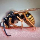 Business 2 image PEST CONTROL GLENELG Pest Control in Glenelg SA