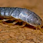 Business 3 image PEST CONTROL GLENELG Pest Control in Glenelg SA