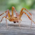 Business 1 image PEST CONTROL GLENELG Pest Control in Glenelg SA