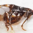 Business 4 image PEST CONTROL GLENELG Pest Control in Glenelg SA