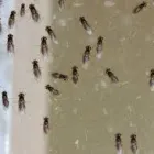Business 3 image PEST CONTROL GREENWAY Pest Control in Monash ACT