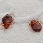 Business 4 image PEST CONTROL GREENWAY Pest Control in Monash ACT