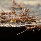 Business 3 image PEST CONTROL HARRISON Pest Control in Monash ACT