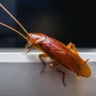 Business 1 image PEST CONTROL HAWTHORNE Pest Inspection in Hawthorne QLD