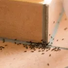 Business 1 image PEST CONTROL HOLT Pest Control in Manuka ACT