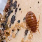 Business 2 image PEST CONTROL HOLT Pest Control in Manuka ACT