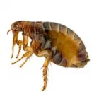 Business 3 image PEST CONTROL HOLT Pest Control in Manuka ACT