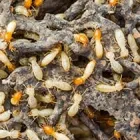 Business 1 image PEST CONTROL MAYLANDS Pest Inspection in Maylands WA