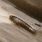 Business 2 image PEST CONTROL MAYLANDS Pest Inspection in Maylands WA