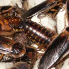 Business 3 image PEST CONTROL MAYLANDS Pest Inspection in Maylands WA