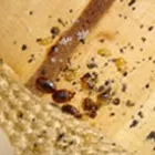 Business 4 image PEST CONTROL MAYLANDS Pest Inspection in Maylands WA