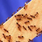 Business 2 image PEST CONTROL MOOROOKA Upholstery in Brisbane QLD