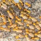 Business 4 image PEST CONTROL MOOROOKA Upholstery in Brisbane QLD