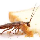 Business 1 image PEST CONTROL MOOROOKA Upholstery in Brisbane QLD