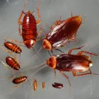 Business 1 image PEST CONTROL NEUTRAL BAY Pest Control in Neutral Bay NSW