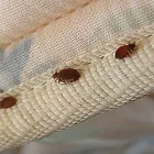Business 2 image PEST CONTROL NEUTRAL BAY Pest Control in Neutral Bay NSW