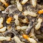 Business 3 image PEST CONTROL NEUTRAL BAY Pest Control in Neutral Bay NSW