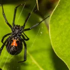 Business 4 image PEST CONTROL NEUTRAL BAY Pest Control in Neutral Bay NSW