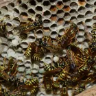 Business 5 image PEST CONTROL NEUTRAL BAY Pest Control in Neutral Bay NSW