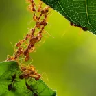 Business 6 image PEST CONTROL NEUTRAL BAY Pest Control in Neutral Bay NSW