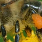 Business 2 image PEST CONTROL NOLLAMARA Pest Control in Nollamara WA