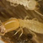 Business 1 image PEST CONTROL NORTHGATE Pest Inspection in Northgate QLD