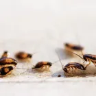 Business 2 image PEST CONTROL NORTHGATE Pest Inspection in Northgate QLD
