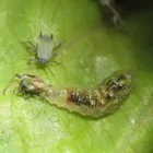 Business 1 image PEST CONTROL PERTH Pest Control in Perth WA