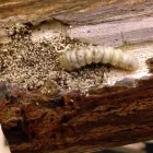 Business 3 image PEST CONTROL PERTH Pest Control in Perth WA