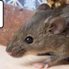 Business 1 image PEST CONTROL PERTH Pest Control in Perth WA